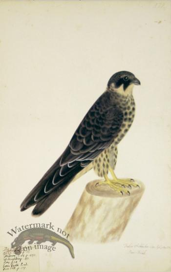 179 Swedish Birds . Falco Subbuteo, Eurasian Hobby